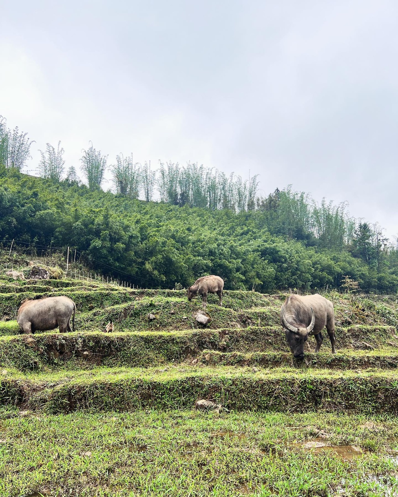 Búfalos de agua pastando en campos verdes del norte de Vietnam